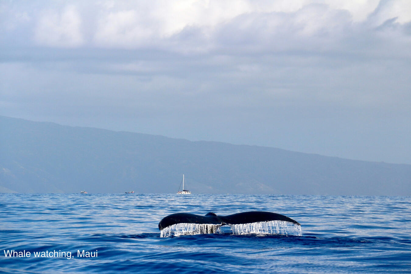 Humpback whale watching in Maui Hawaii